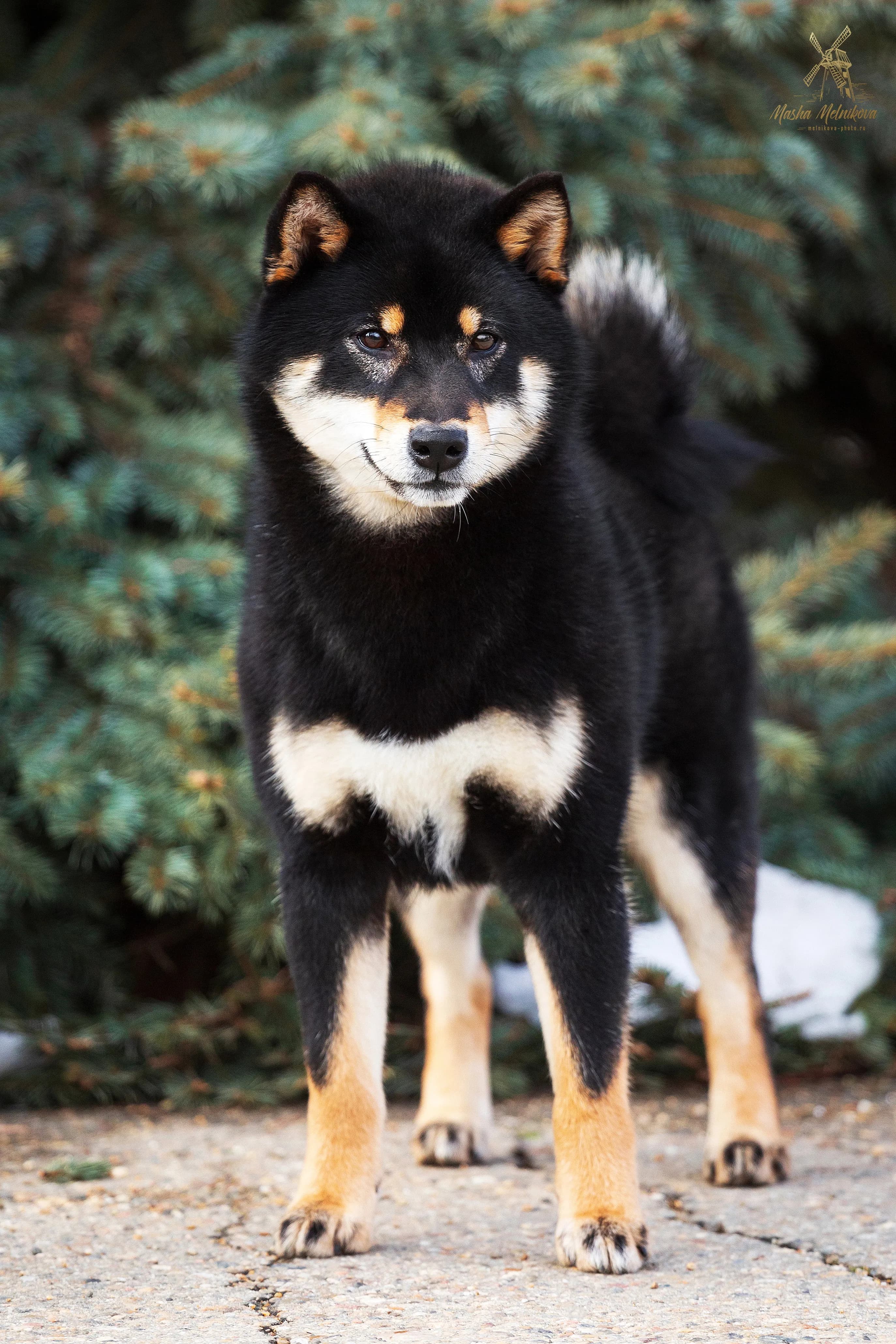 TERRA ASTREYA SHUUKOICHIMARU