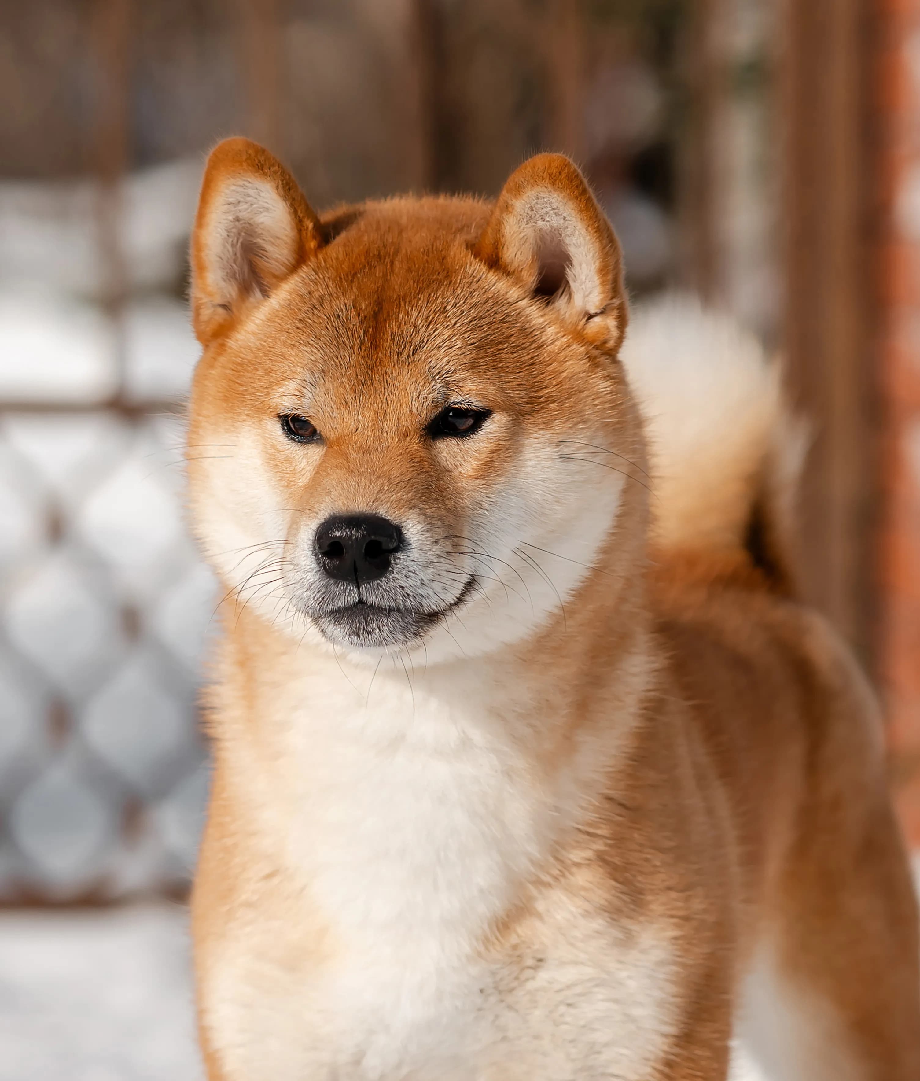 	SHARM GRAIS AOI BENITORA