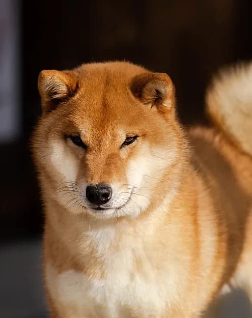 	TOYOKHARA SHIBA PRINCE OF MY HEART