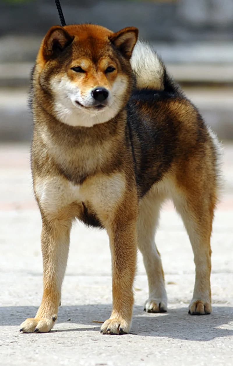 DEMISHSTAR SHINKO ROMI - фон