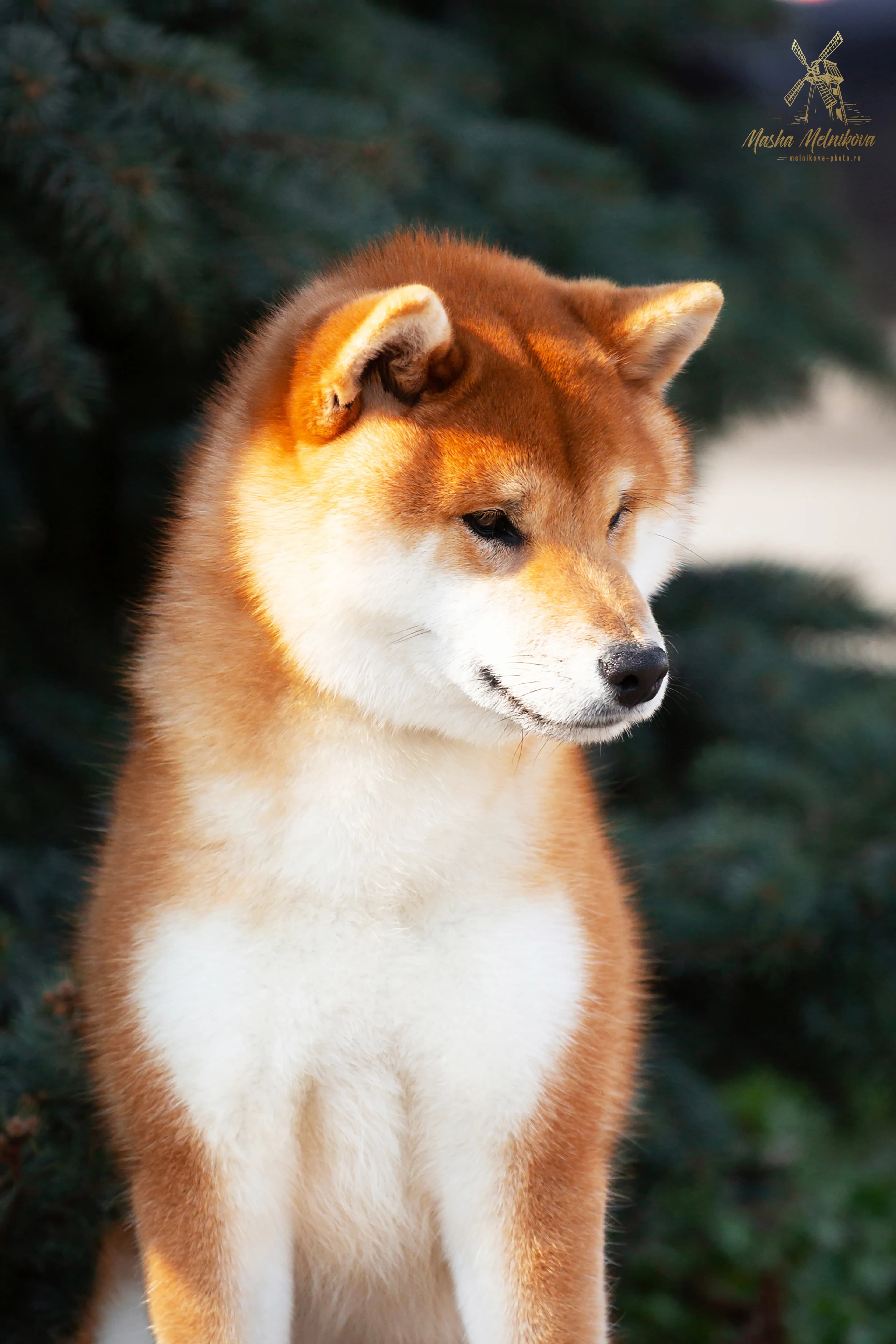 TERRA ASTREYA TSURUCHIYO AKIRA