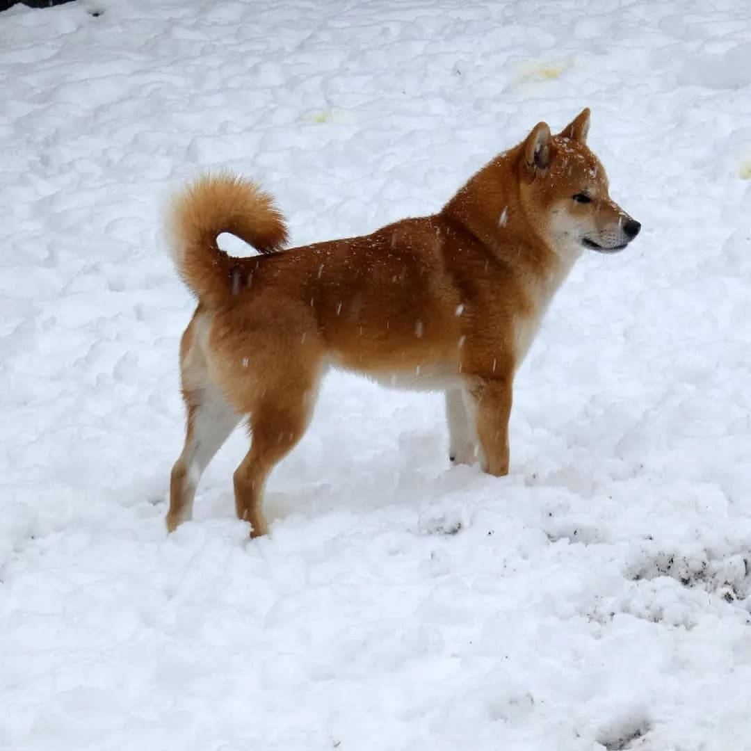 	TERRA ASTREYA NOBORU SUZUTORA