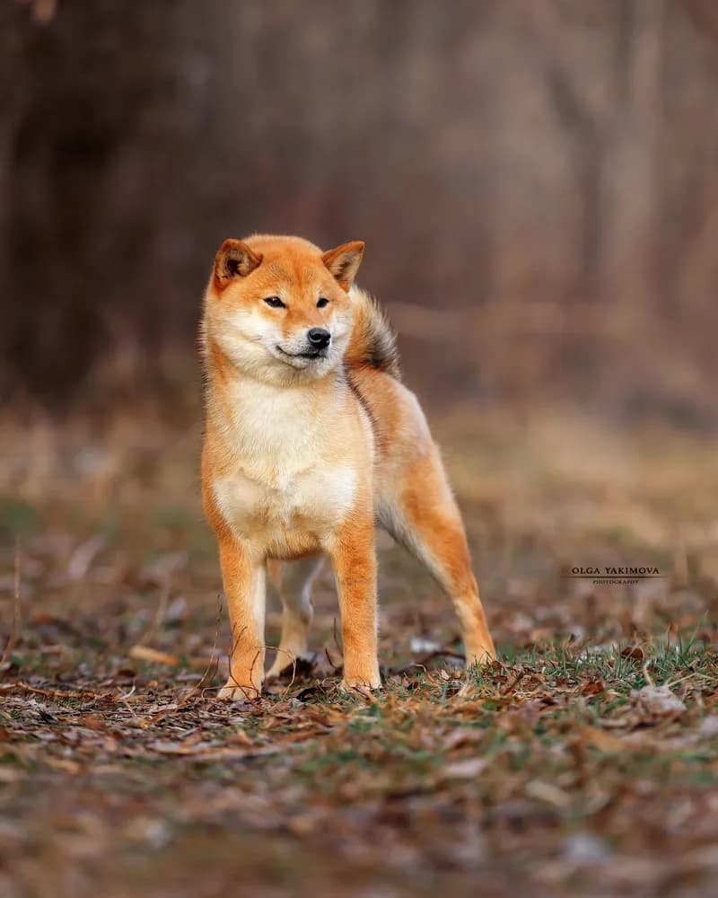 	TERRA ASTREYA SHINKO ROMI