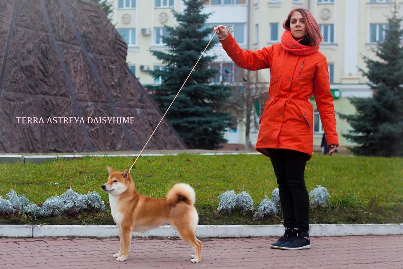 	TERRA ASTREYA DAISYHIME