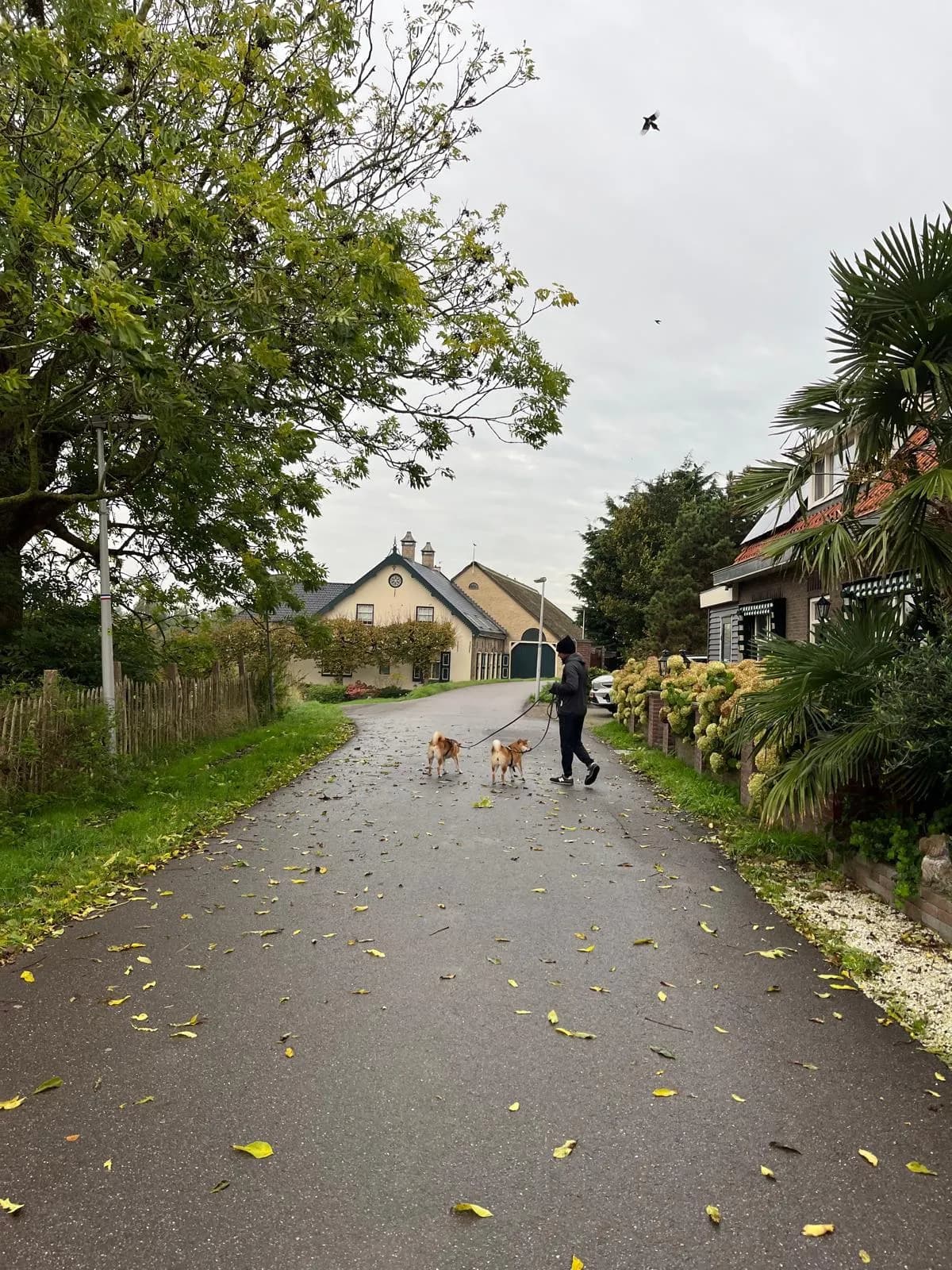 	TERRA ASTREYA LAYMA VESTA STAR