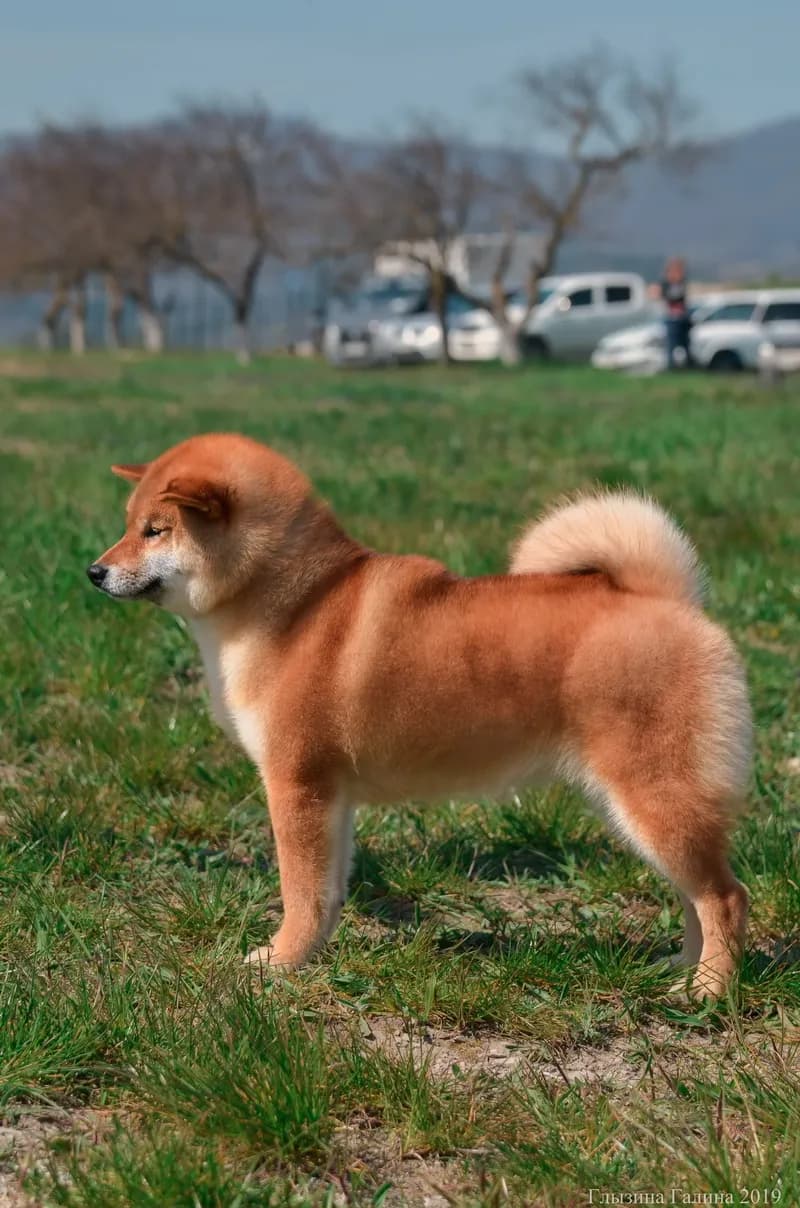 	TERRA ASTREYA IJIRI NO BENIHIME