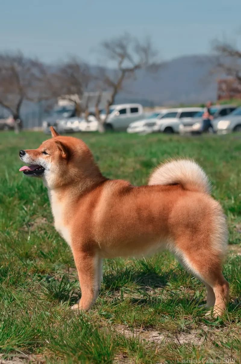 	TERRA ASTREYA IJIRI NO BENIHIME