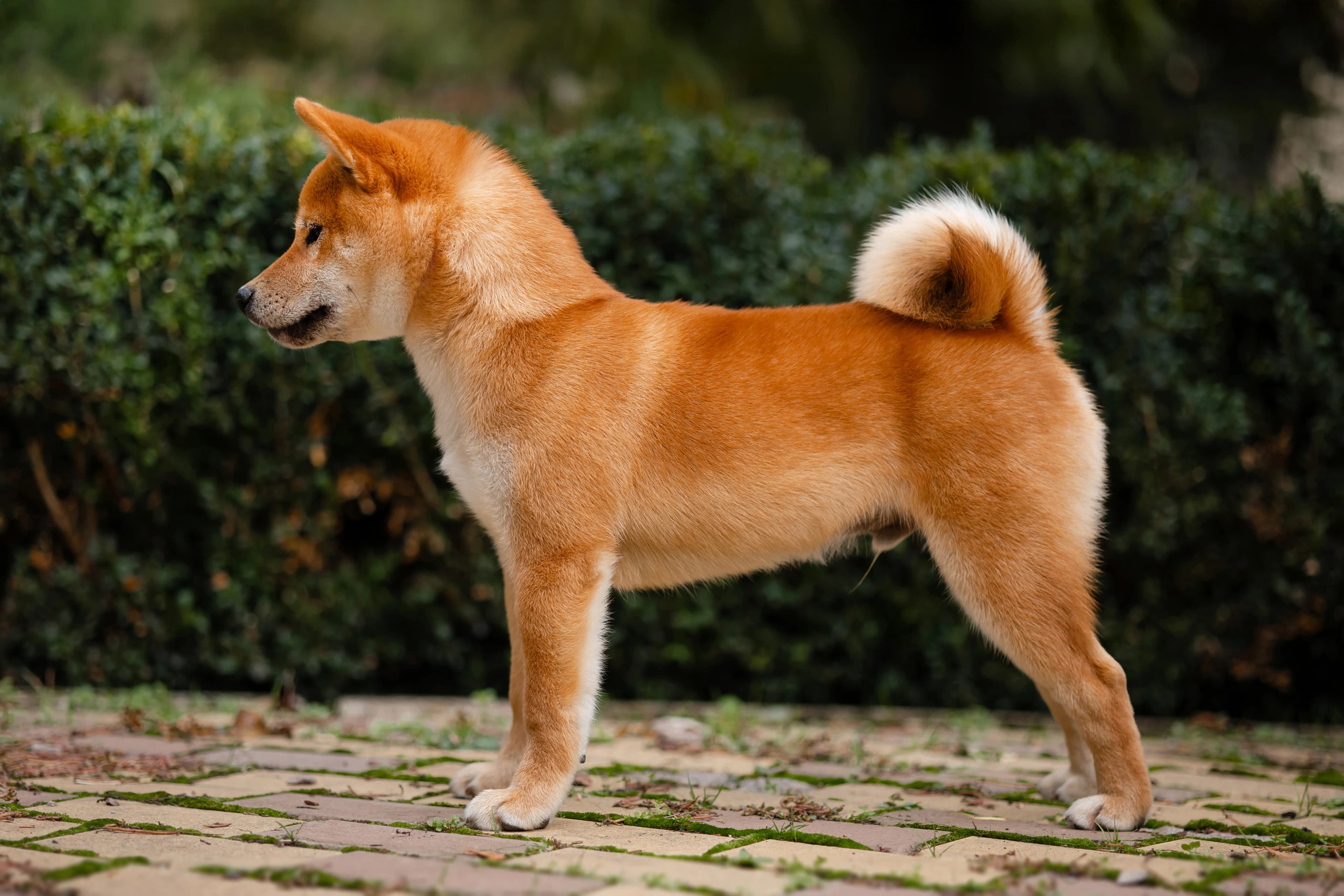 	SHARM GRAIS AOI BENITORA