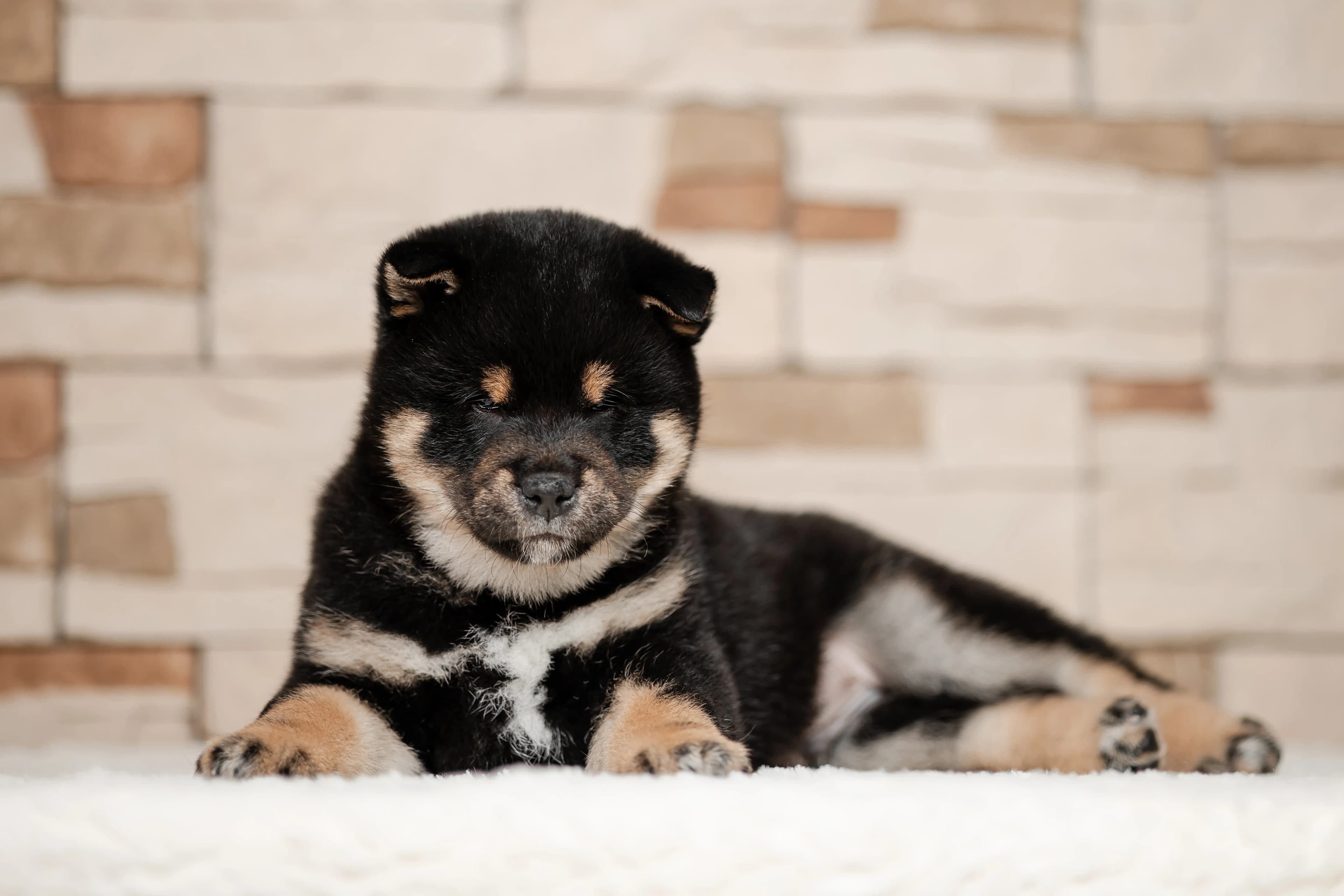 TERRA ASTREYA OLGERD TROY