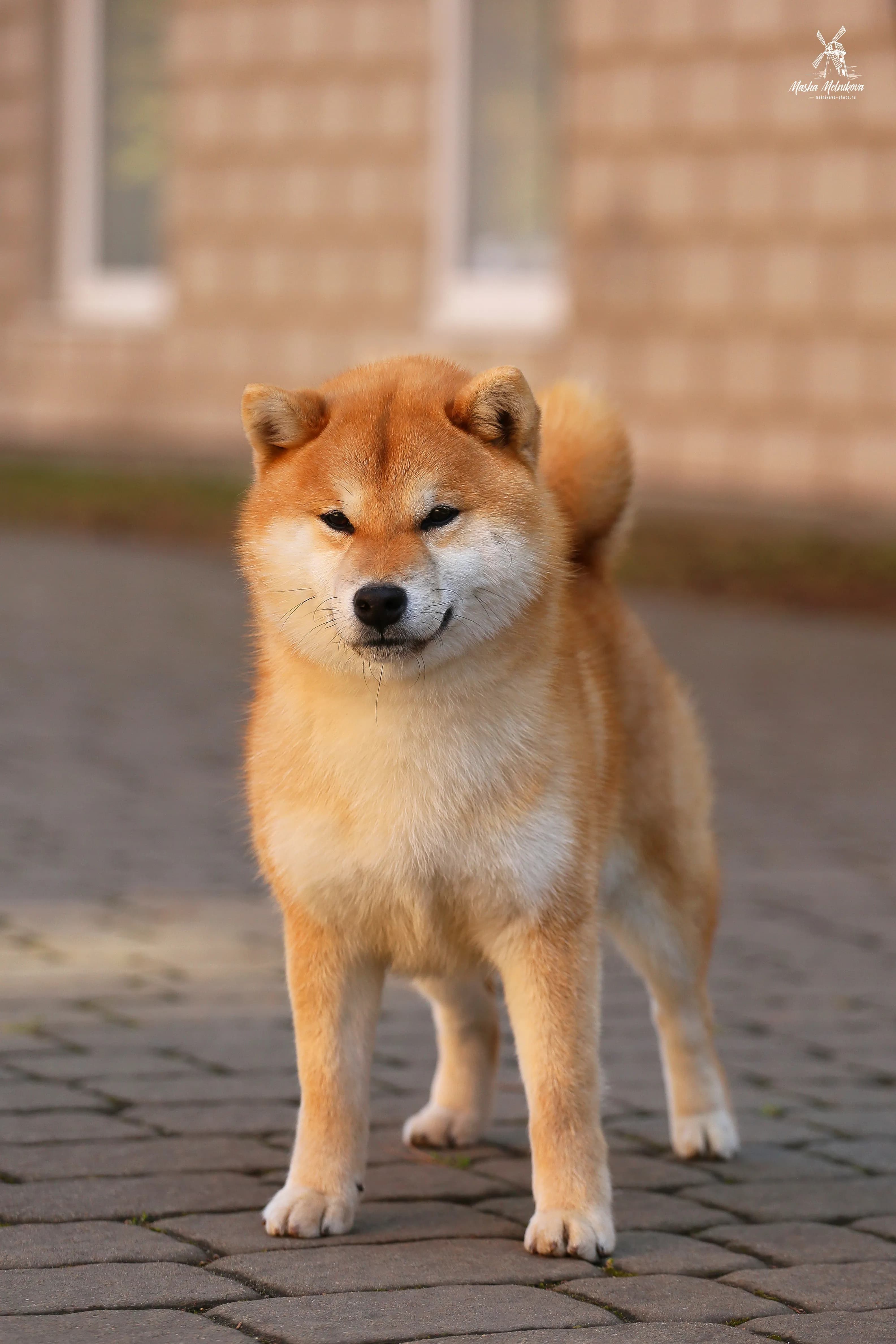 TERRA ASTREYA FUUGA NO MASASHI