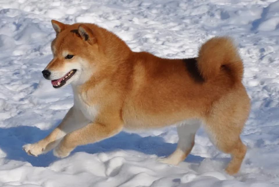 KUROMITSU NO MUSASHI GO HOKKAI KUROMITSUSOU