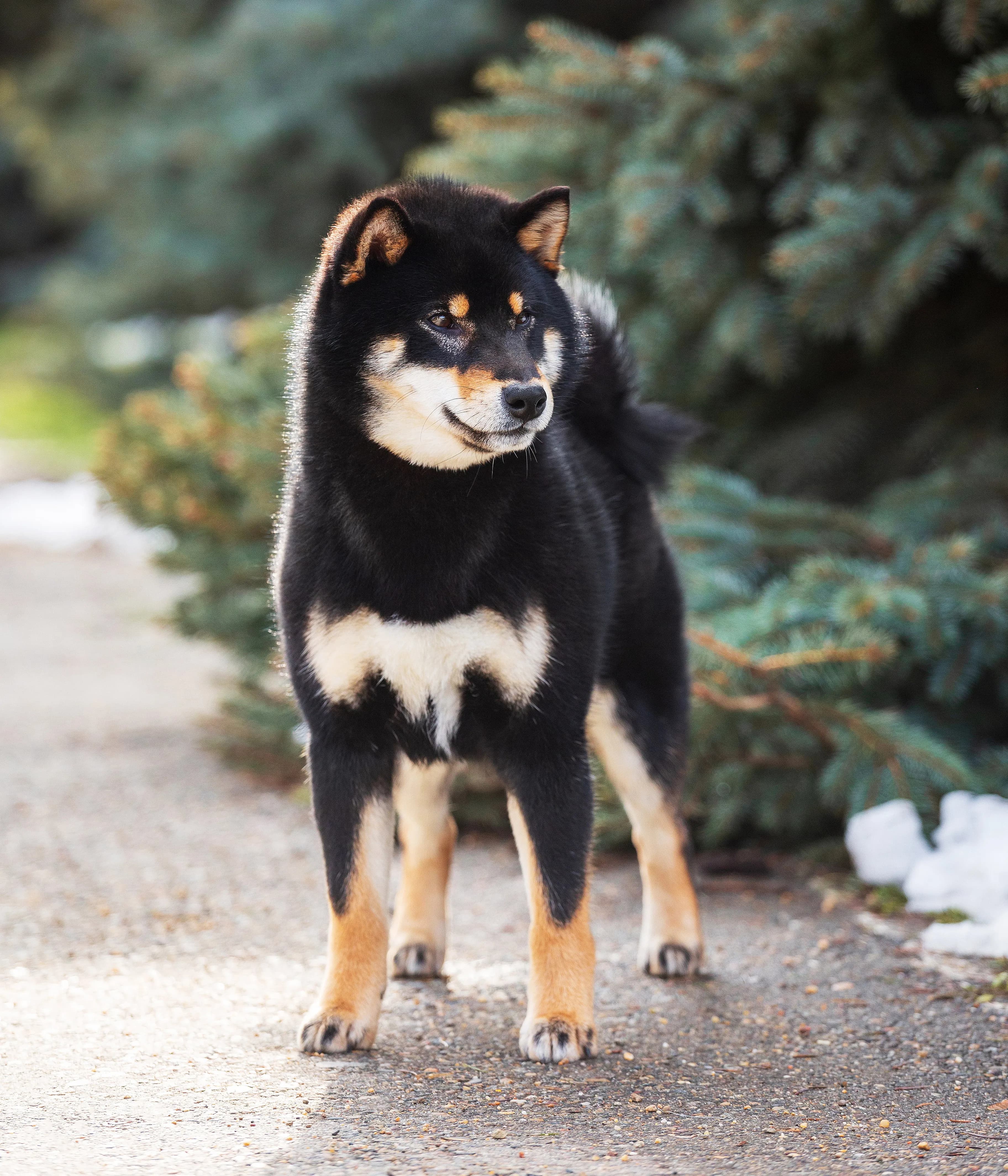 TERRA ASTREYA SHUUKOICHIMARU