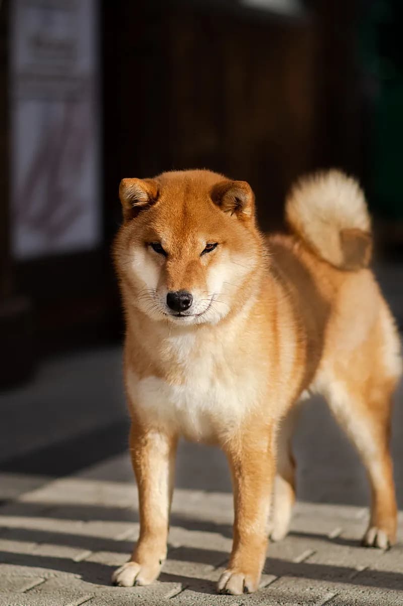 	TOYOKHARA SHIBA PRINCE OF MY HEART