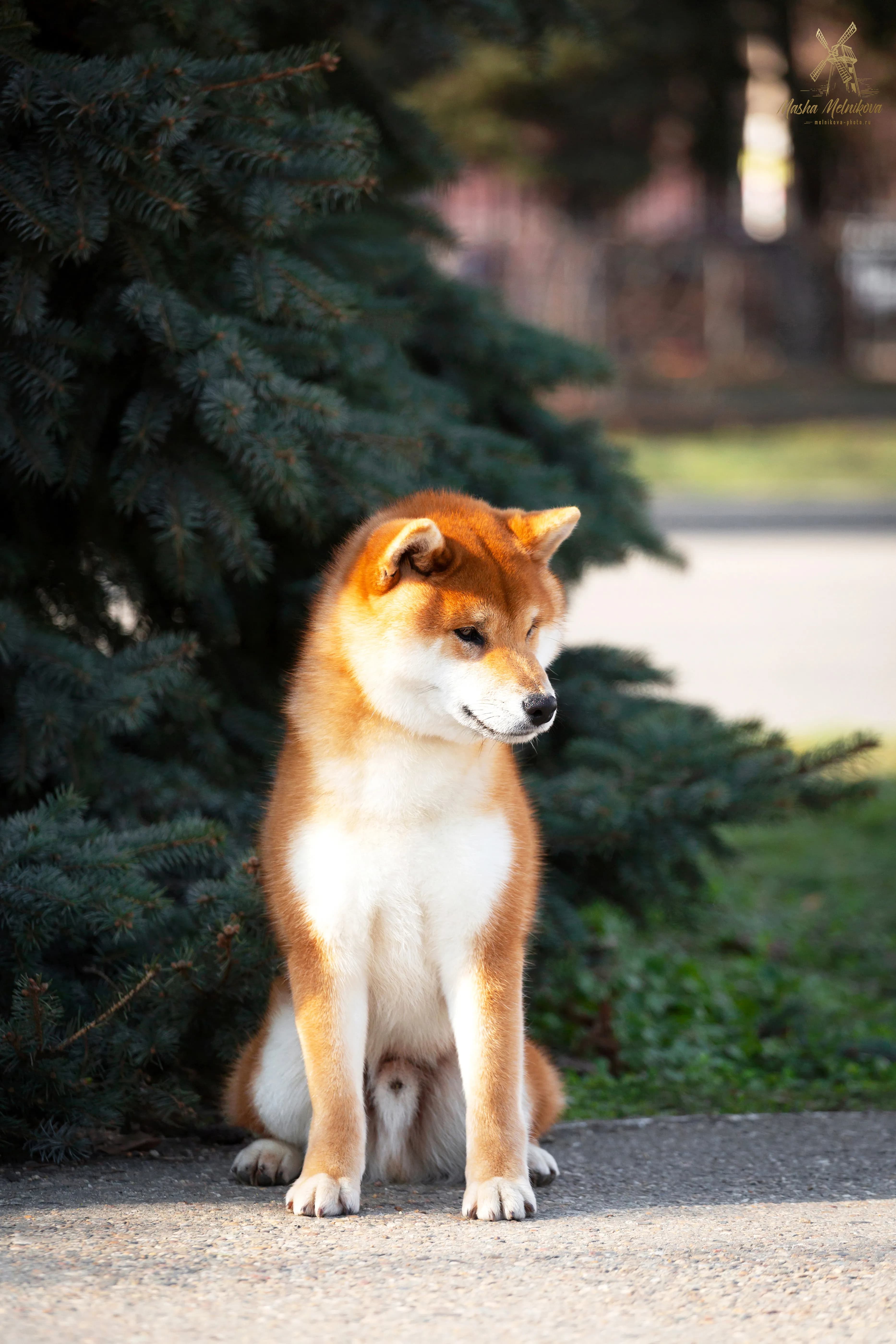 TERRA ASTREYA TSURUCHIYO AKIRA - фон