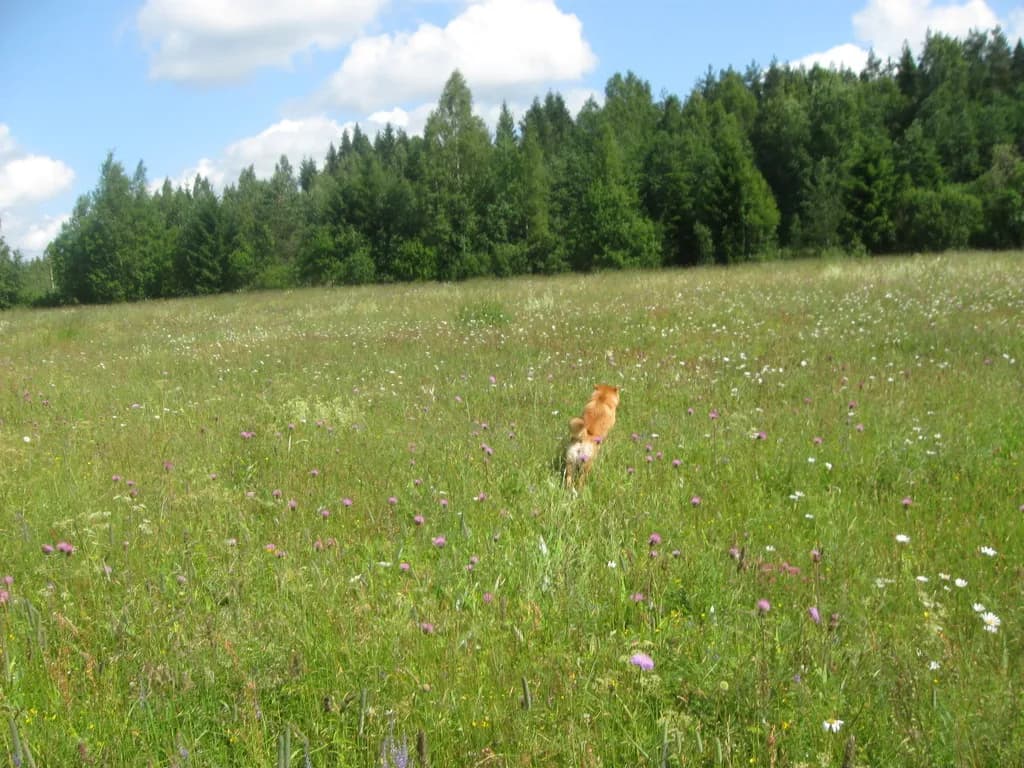 TERRA ASTREYA AYANISHIKIHIME