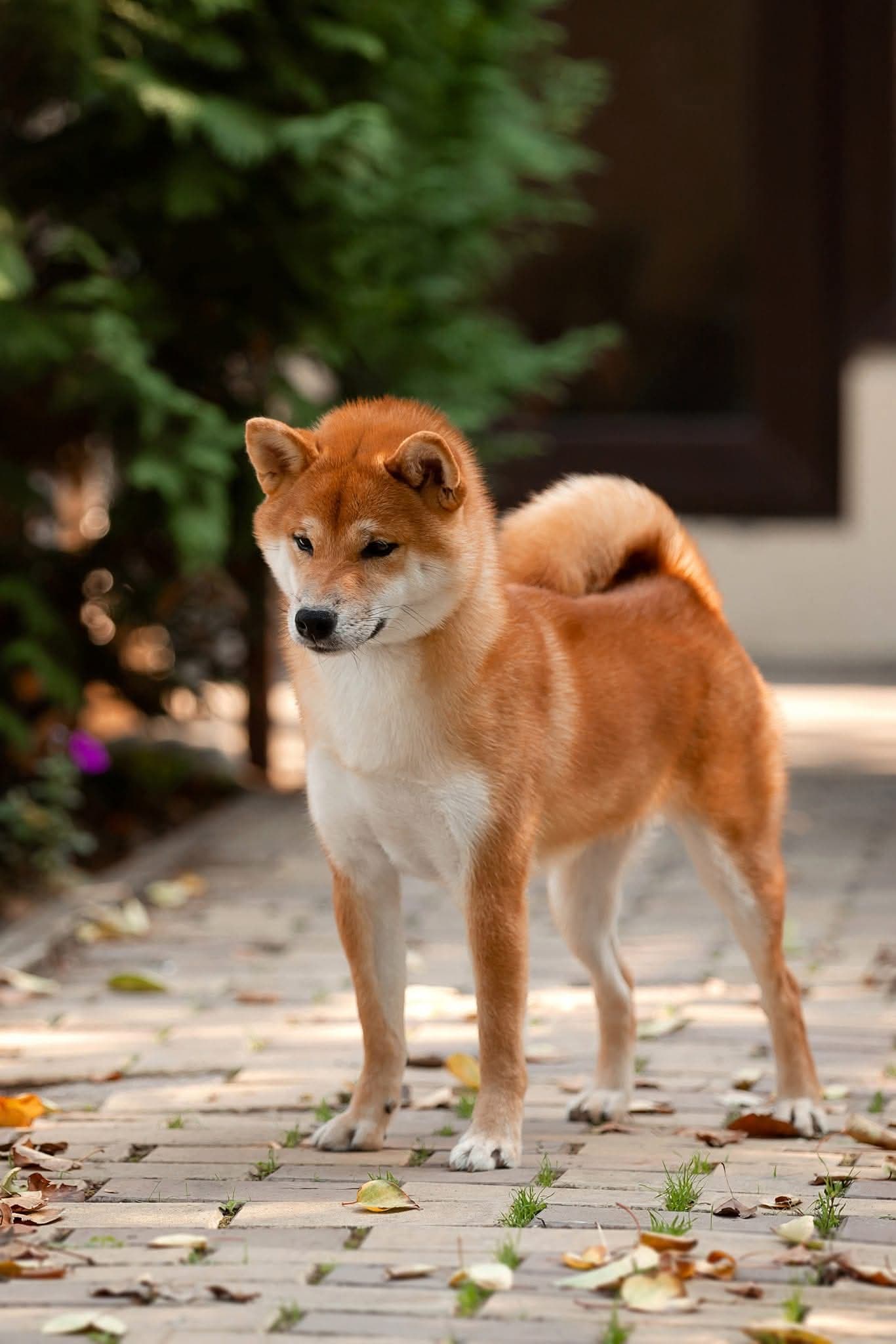 TERRA ASTREYA LIV ROSALYN MONROE