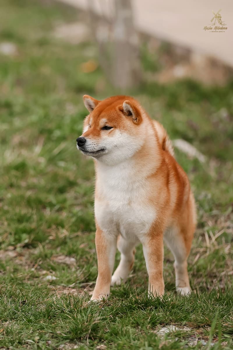 TERRA ASTREYA WAKAI OSHIO