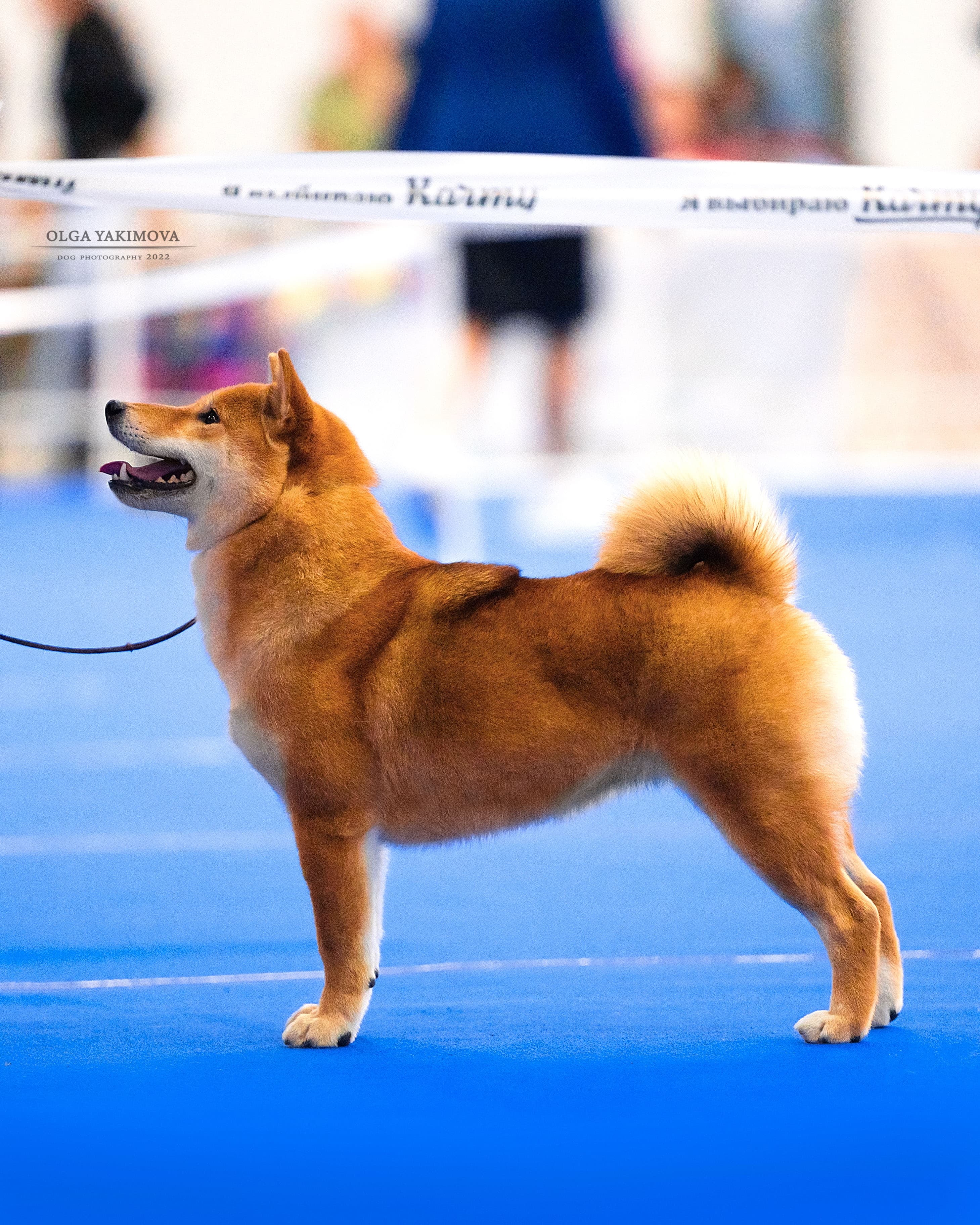 TERRA ASTREYA SHINKO ROMI