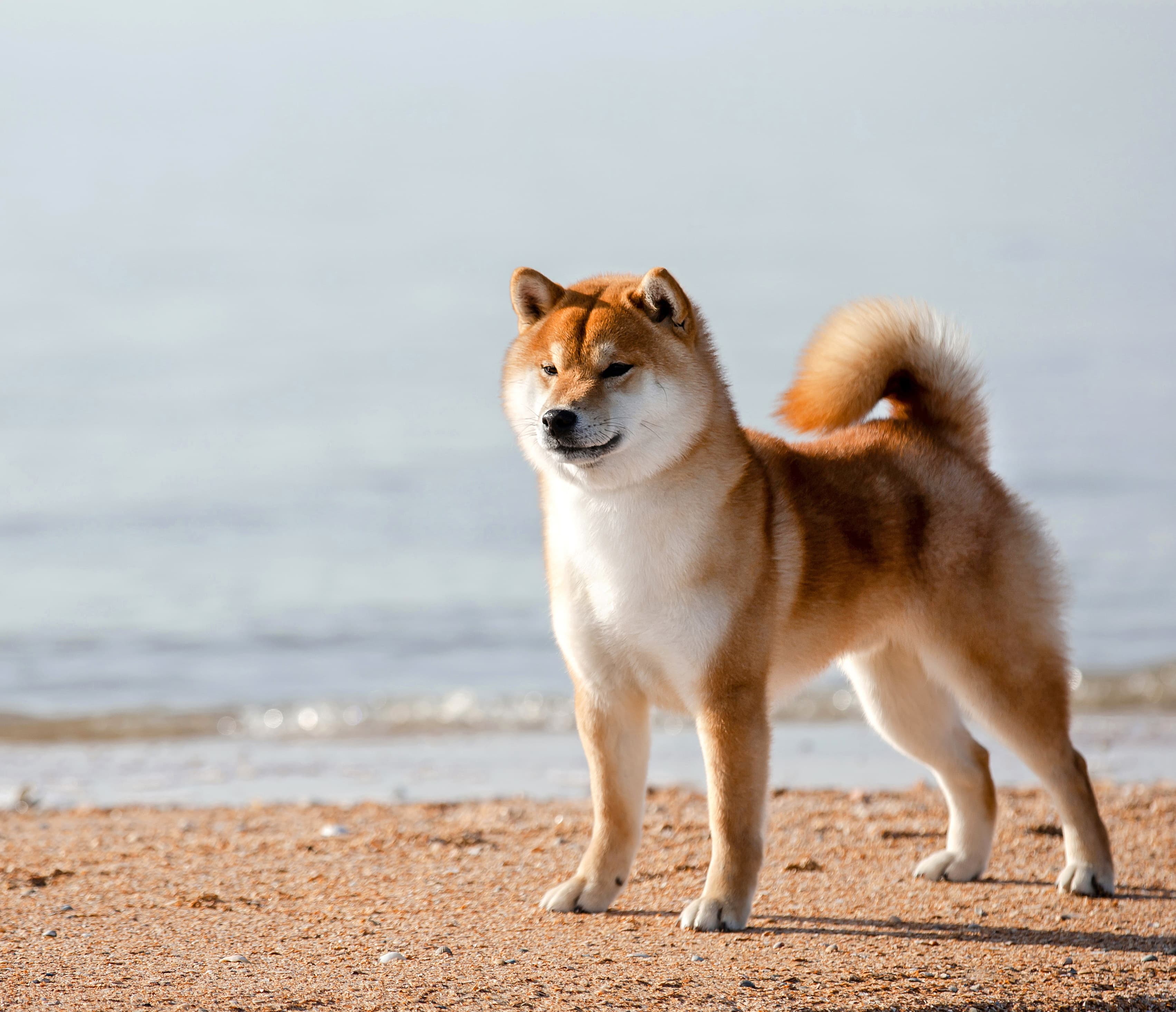 TERRA ASTREYA WAKAI OSHIO