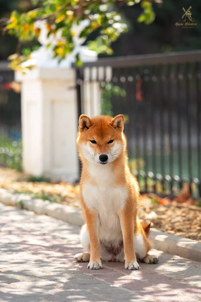 TERRA ASTREYA BENIKOMACHI