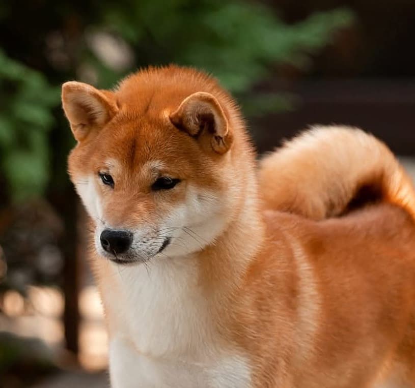 TERRA ASTREYA LIV ROSALYN MONROE