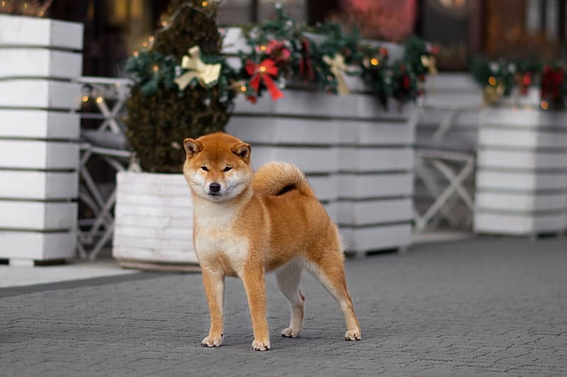 TERRA ASTREYA PAMELA ANNA MARIA