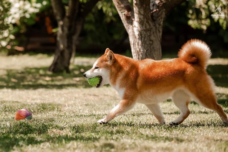 TERRA ASTREYA EIMI TEKERA