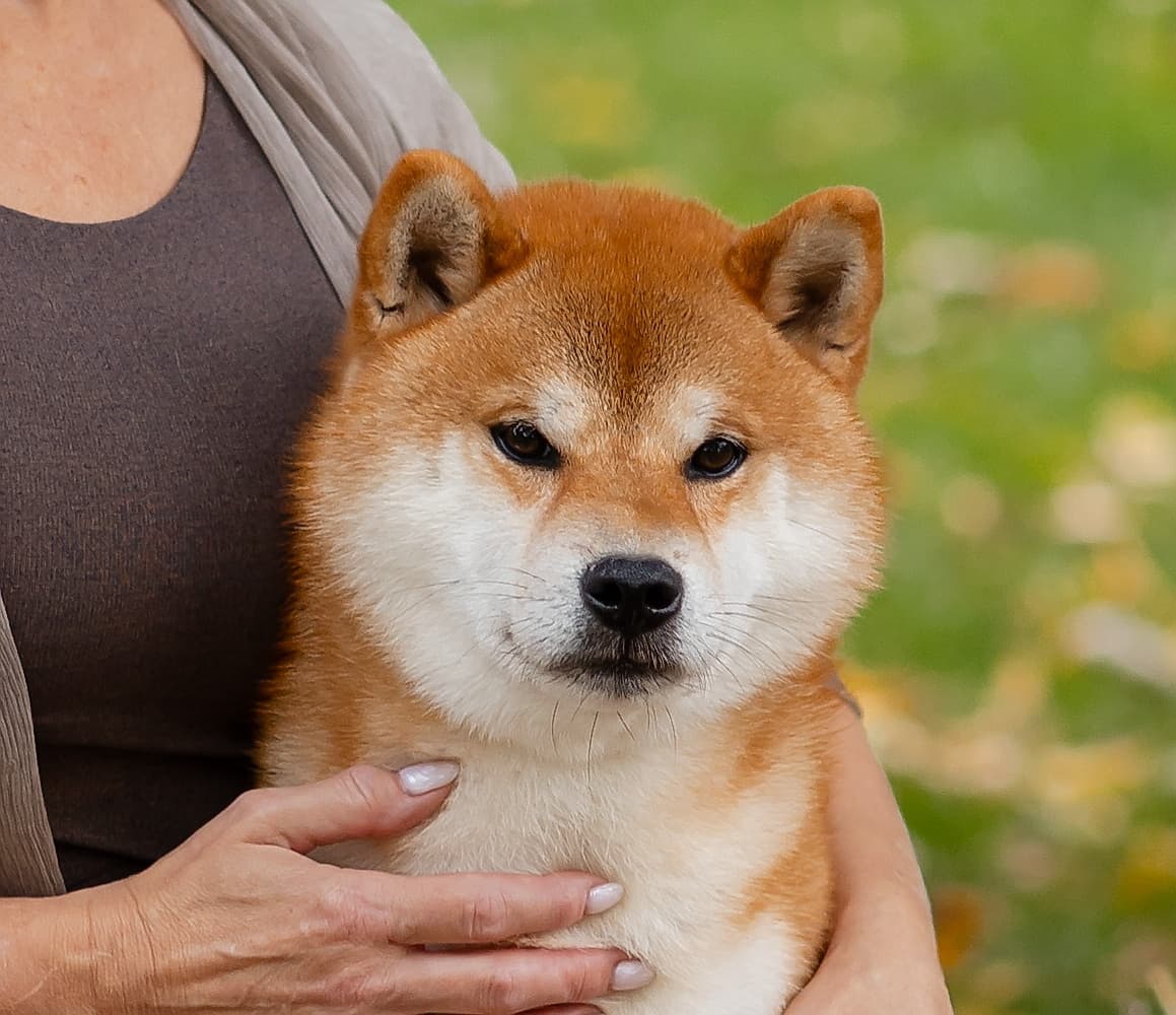 TERRA ASTREYA DENSETSU TOYO