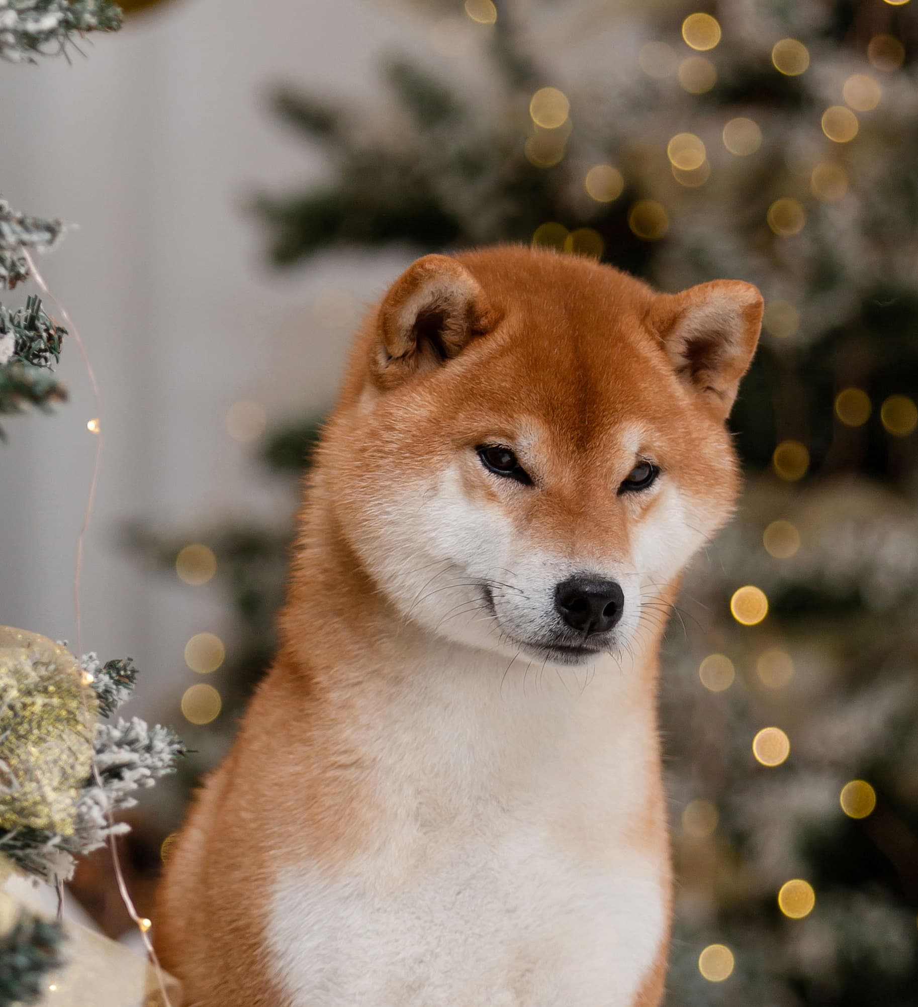 TERRA ASTREYA WABI TETSUMI