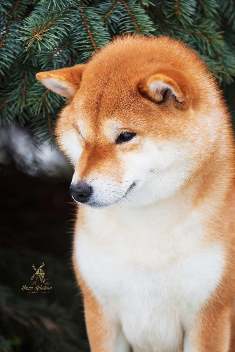 TERRA ASTREYA HARUKA MASANISHIKIHIME