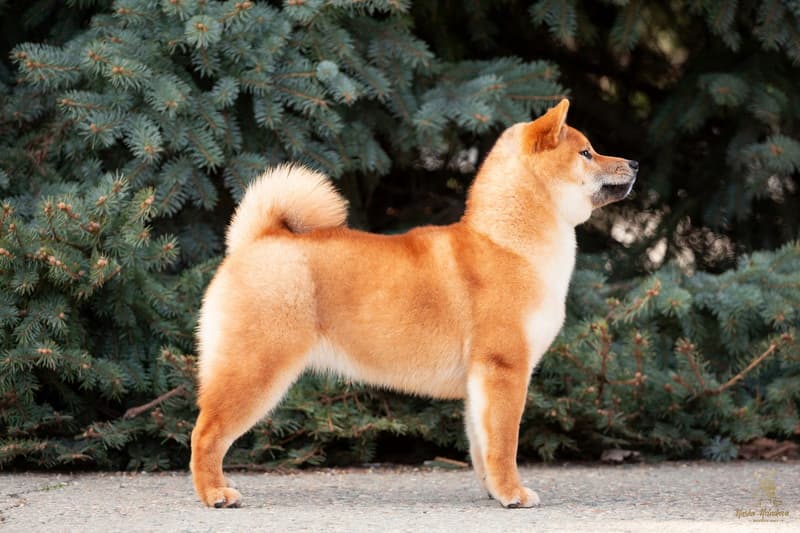 HIMITSU TERRA ASTREYA