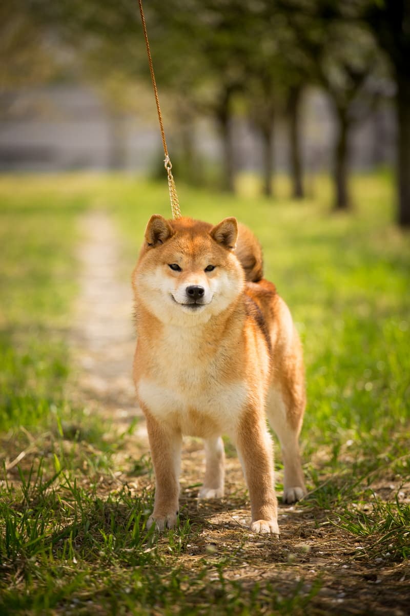 TOYOKHARA SHIBA PEARL OF LOVE