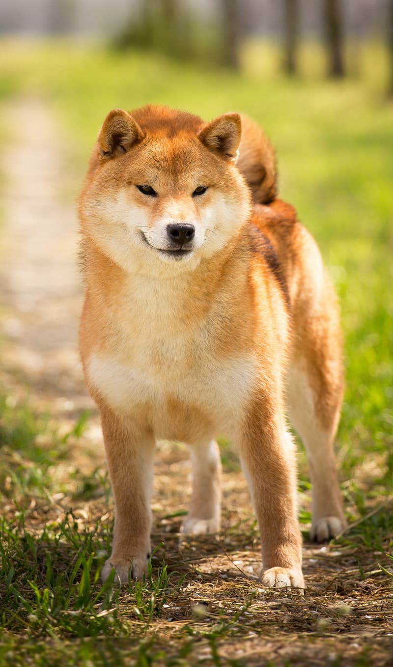 TOYOKHARA SHIBA PEARL OF LOVE