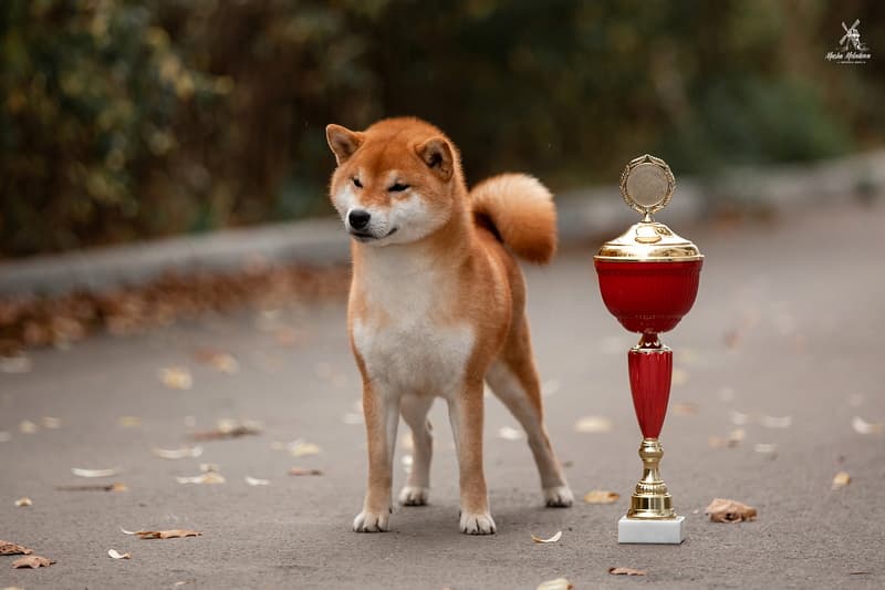 TERRA ASTREYA WABI TETSUMI