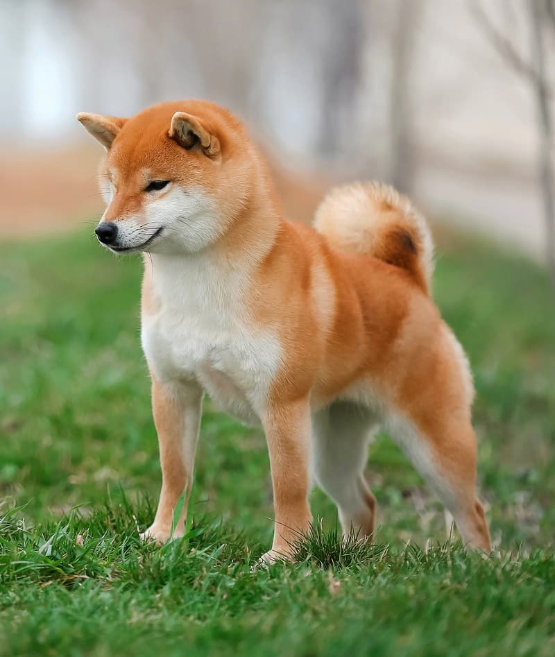 TERRA ASTREYA BENIKOMACHI