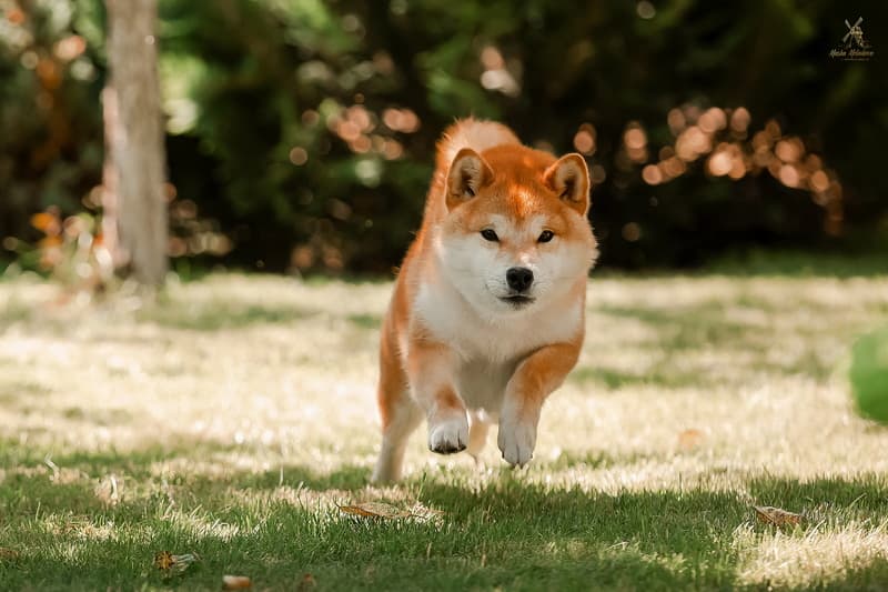 TERRA ASTREYA EIMI TEKERA