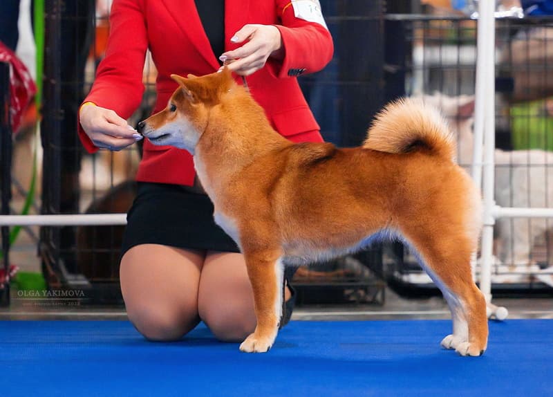 TERRA ASTREYA SHINKO ROMI