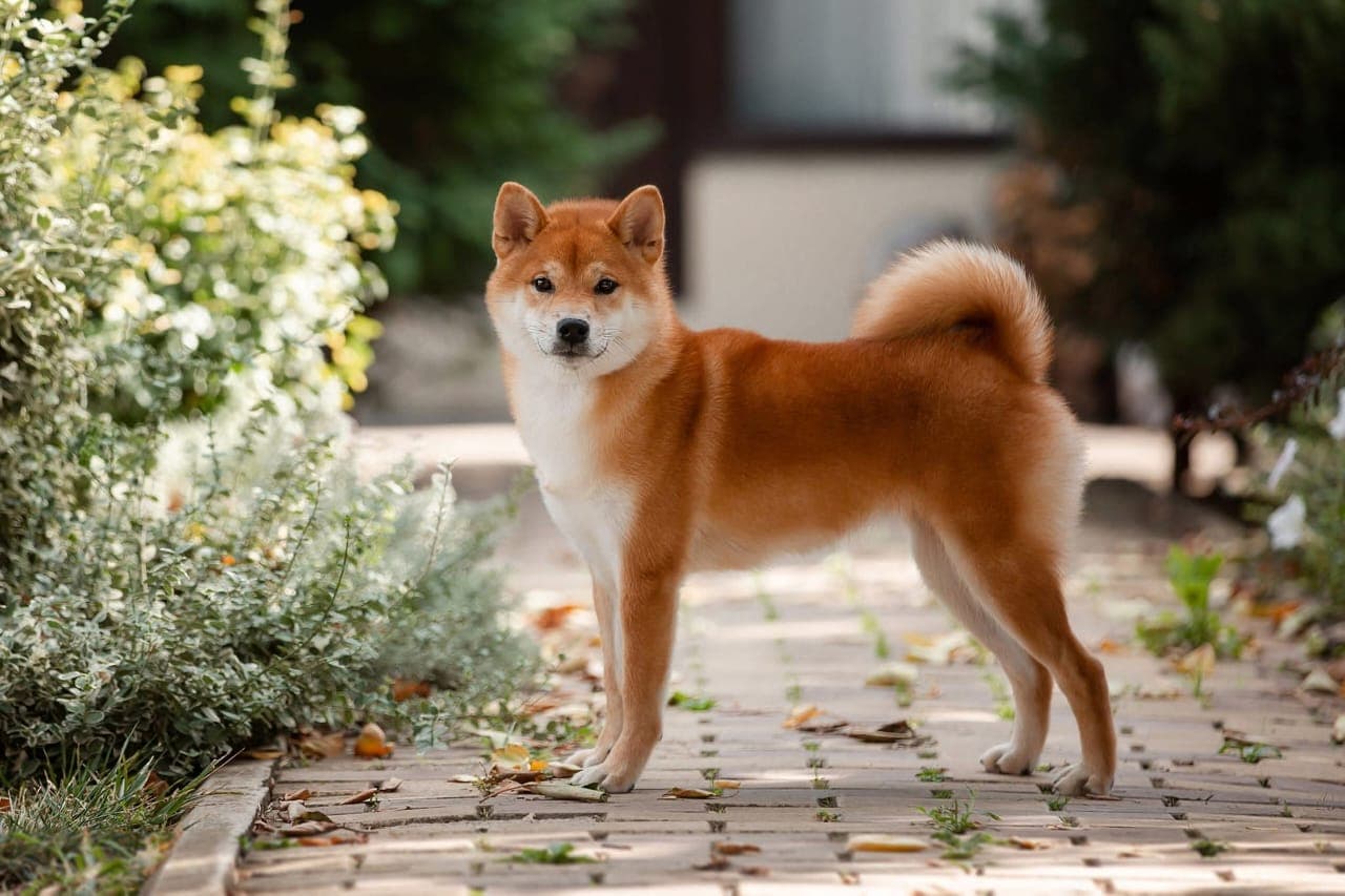 TERRA ASTREYA LIV ROSALYN MONROE