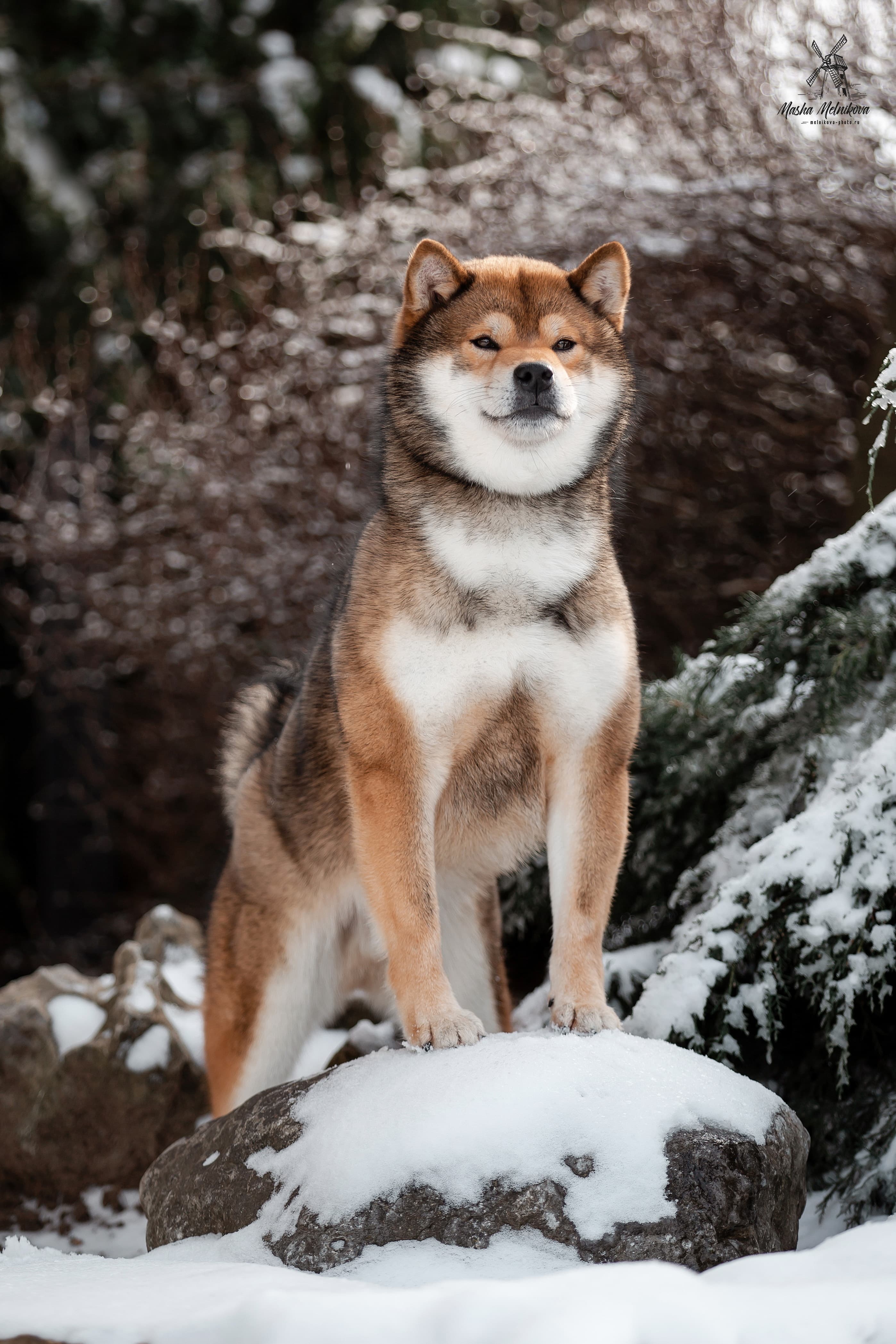 Рождение щенков. Литера "О".