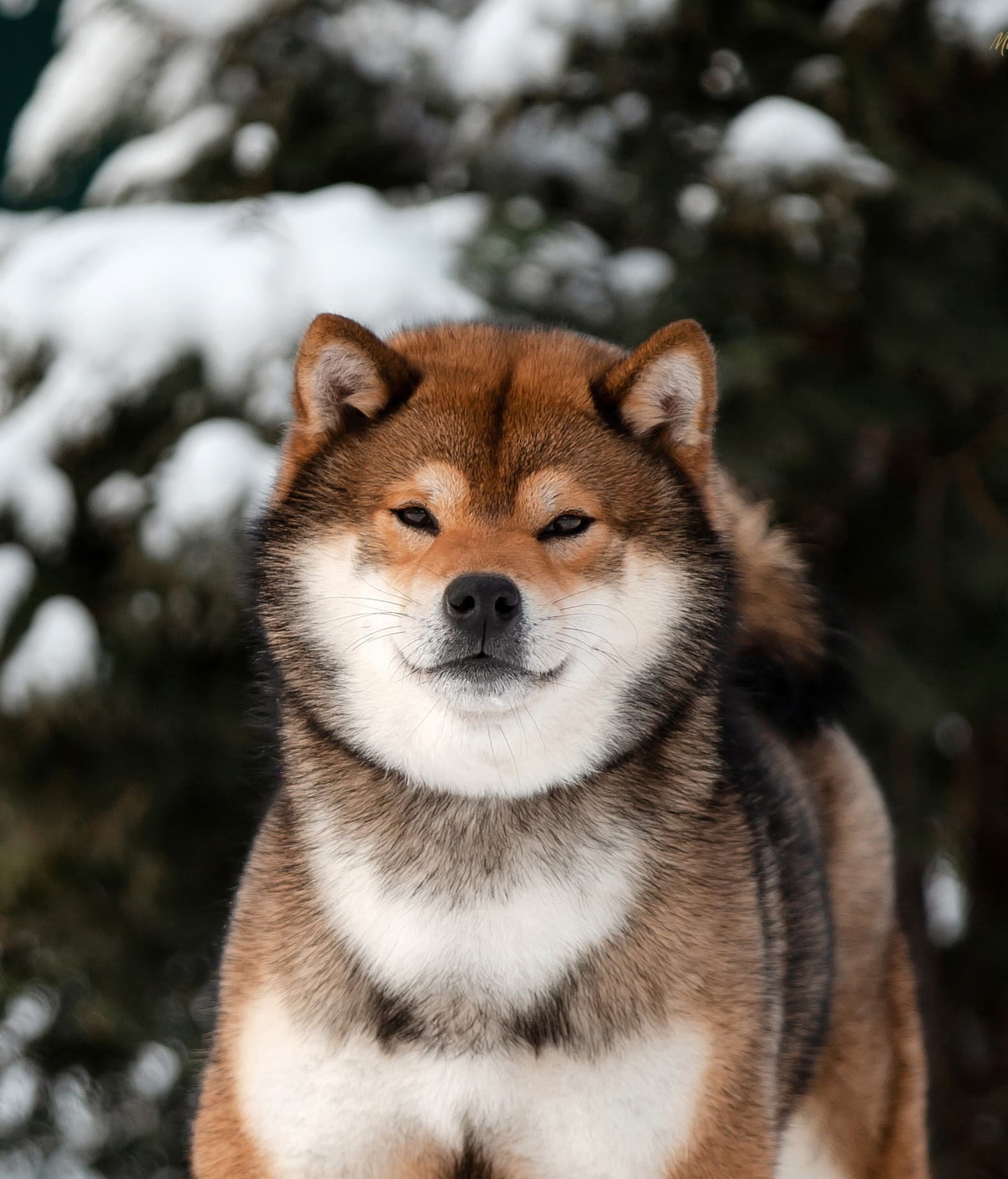 Рождение щенков. Литера "О".
