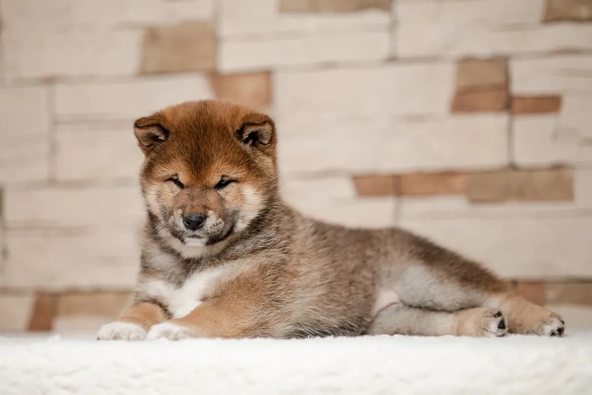 TERRA ASTREYA ORLA ROSS - фон