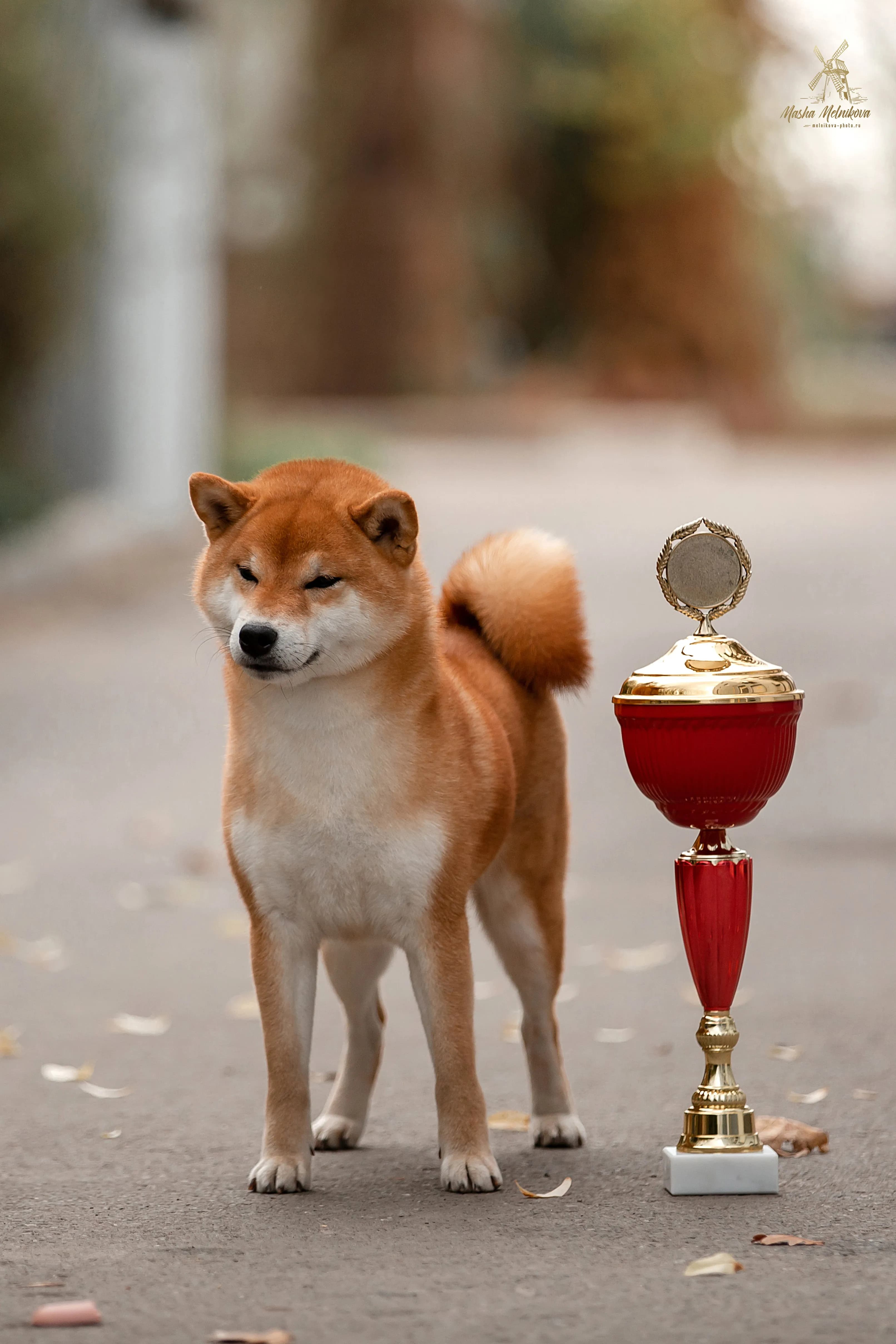 TERRA ASTREYA WABI TETSUMI