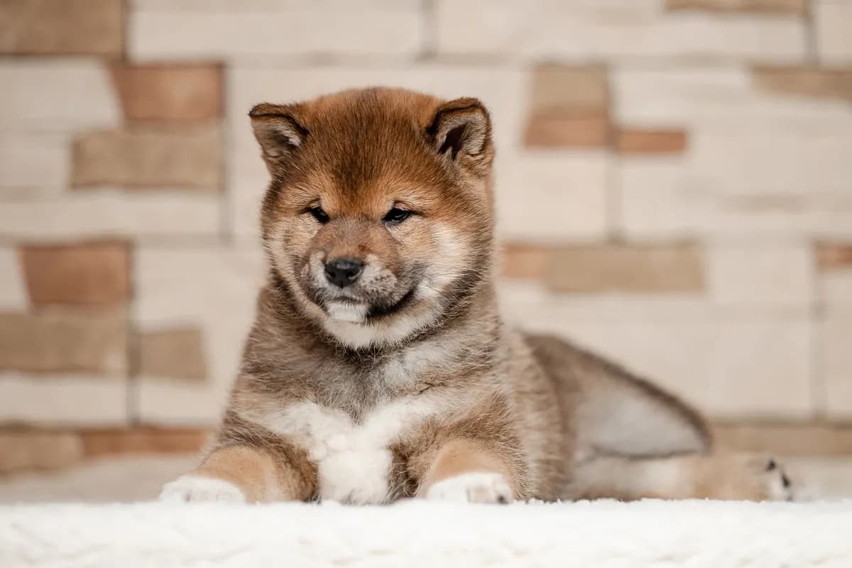 TERRA ASTREYA ORLA ROSS