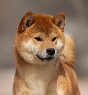 SHARM GRAIS AOI BENITORA