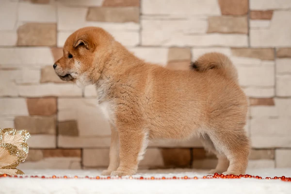 TERRA ASTREYA OHARA NEILL