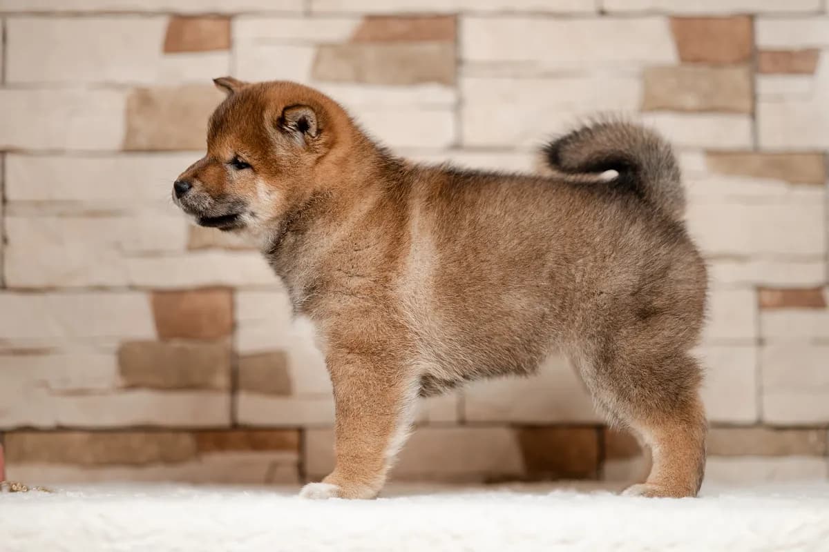 TERRA ASTREYA ORLA ROSS