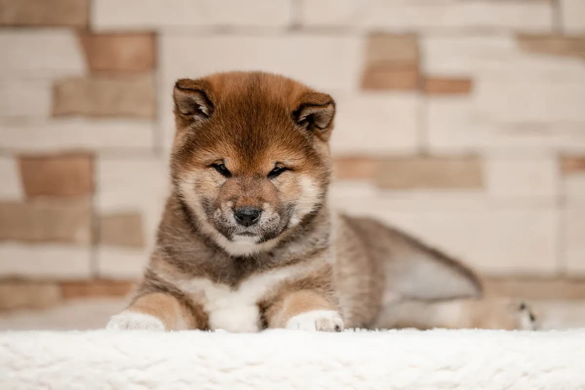 TERRA ASTREYA ORLA ROSS