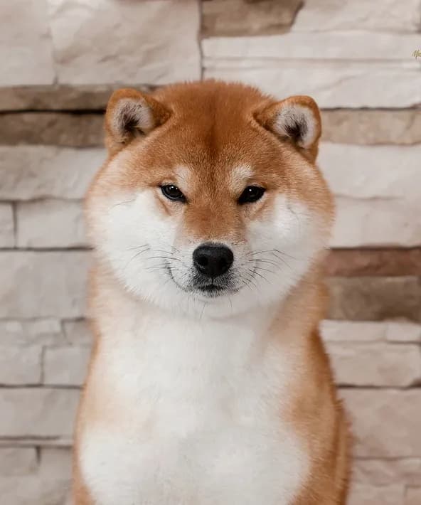 TERRA ASTREYA WAKAI OSHIO