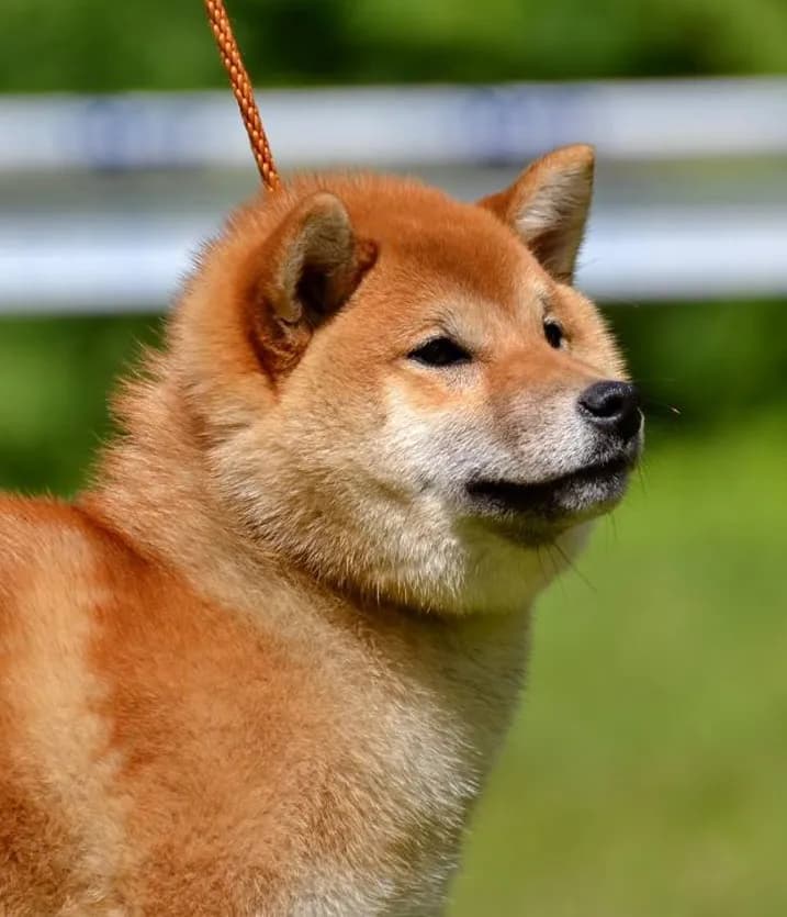 TERRA ASTREYA BENIHANAKOMACHI